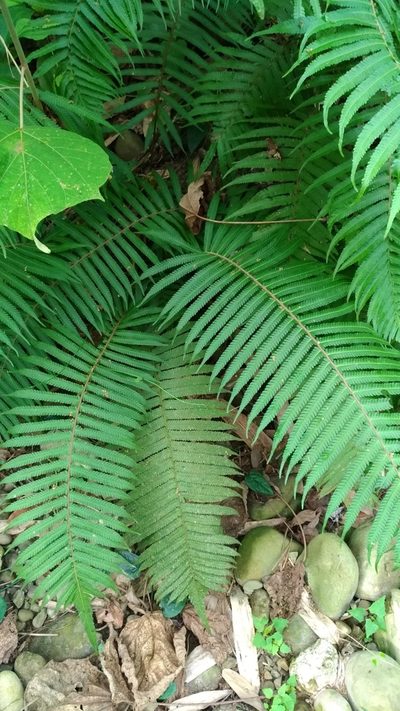 Sphaerostephanos taiwanensis, photographed by Lin Scott