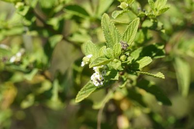 Lippia javanica, photographed by Matthew Fainman