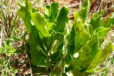 Scadoxus puniceus, photographed by Matthew Fainman