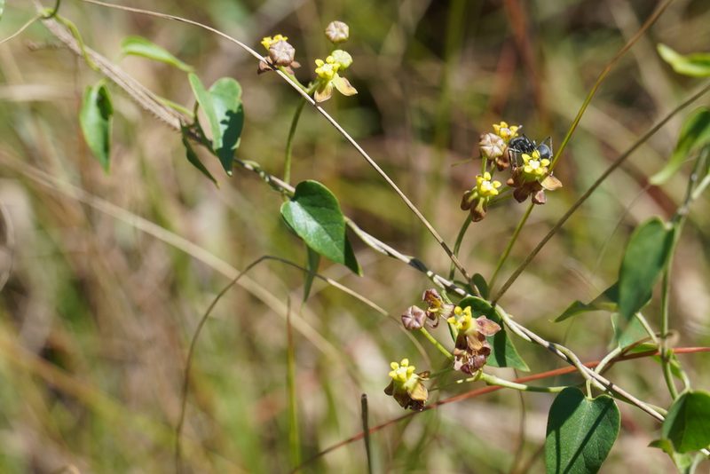 Cynanchum insipidum, photographed by Matthew Fainman