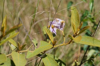 Solanum campylacanthum, photographed by Matthew Fainman