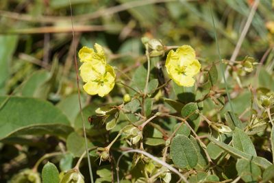 Sphedamnocarpus pruriens, photographed by Matthew Fainman