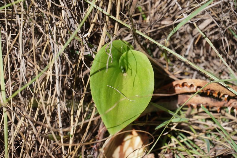 Eriospermum cooperi, photographed by Matthew Fainman