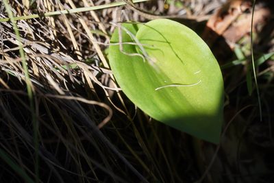Eriospermum cooperi, photographed by Matthew Fainman