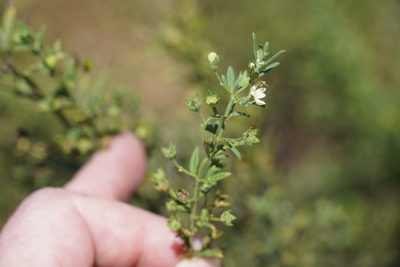 Teucrium trifidum, photographed by Matthew Fainman