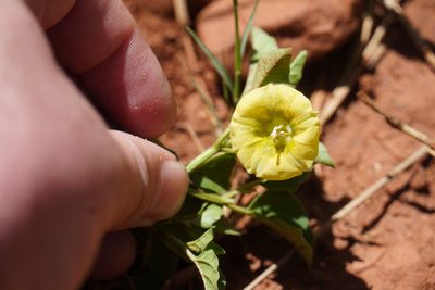 Physalis viscosa, photographed by Matthew Fainman