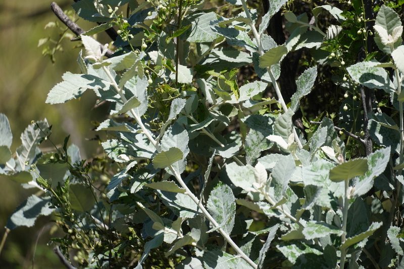 Brachylaena rotundata, photographed by Matthew Fainman