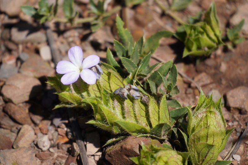 Barleria macrostegia, photographed by Matthew Fainman