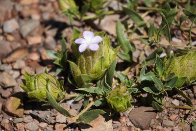 Barleria macrostegia, photographed by Matthew Fainman
