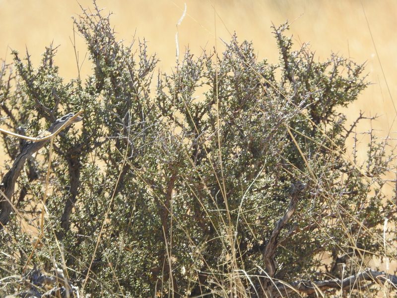 Condalia ericoides, photographed by Rachel Stringham
