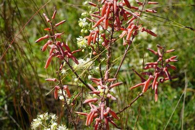 Aloe transvaalensis, photographed by Matthew Fainman