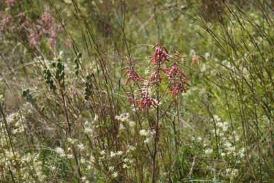Aloe transvaalensis, photographed by Matthew Fainman
