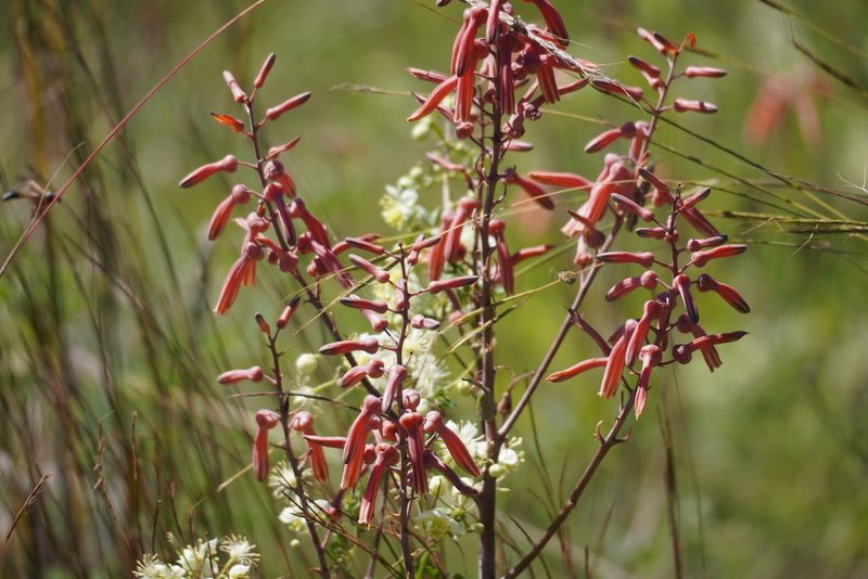 Aloe transvaalensis, photographed by Matthew Fainman