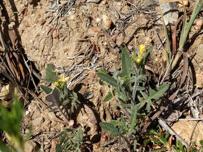 Sisymbrium irio, photographed by Vasily Reinkymov