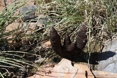 Xerophyta retinervis, photographed by Matthew Fainman