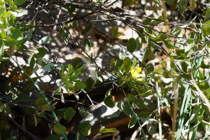 Rhynchosia nitens, photographed by Matthew Fainman