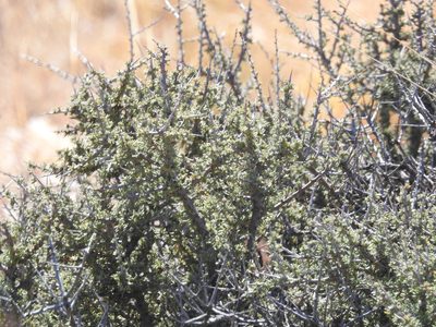 Condalia ericoides, photographed by Rachel Stringham