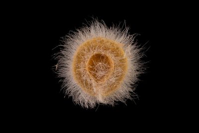 Maireana coronata, photographed by Kym Nicolson