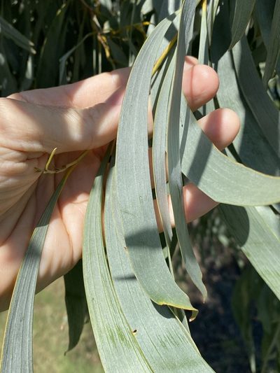 Acacia harpophylla, photographed by Greg Tasney