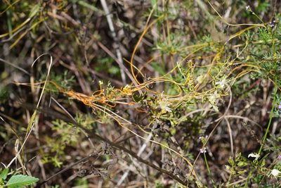 Cuscuta campestris, photographed by Matthew Fainman