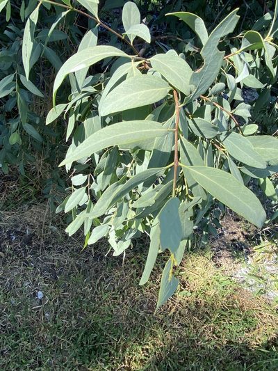 Santalum lanceolatum, photographed by Greg Tasney