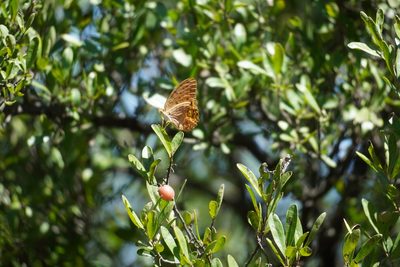 Diospyros lycioides, photographed by Matthew Fainman