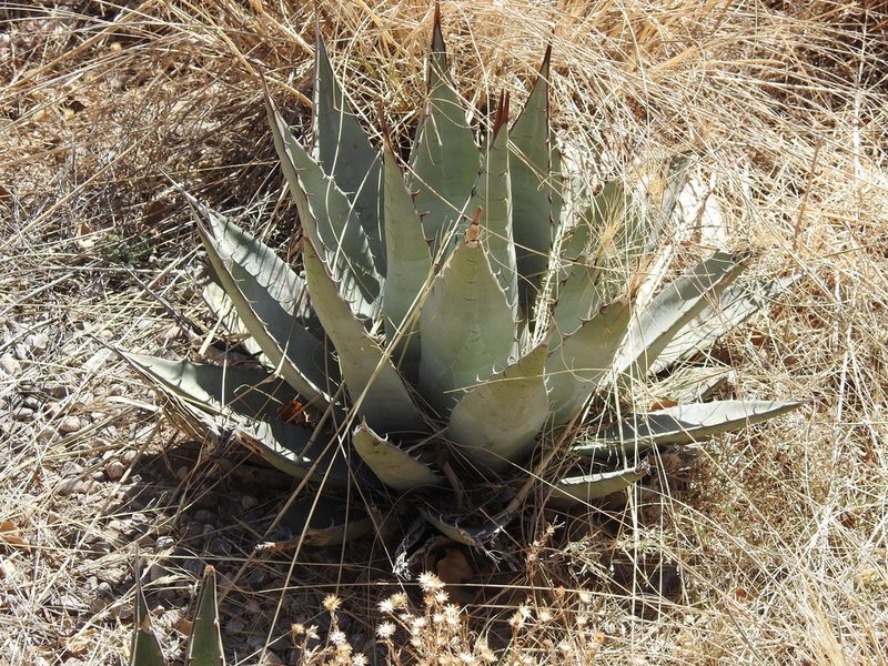 Agave gracilipes, photographed by Rachel Stringham