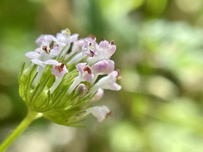 Valeriana macrocera, photographed by Dutza K.