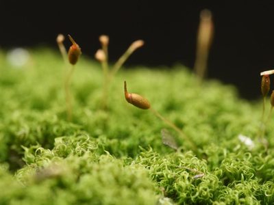 Dicranoweisia cirrata, photographed by Alexis Tinker-Tsavalas