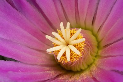 Pelecyphora macromeris, photographed by Cecelia Alexander