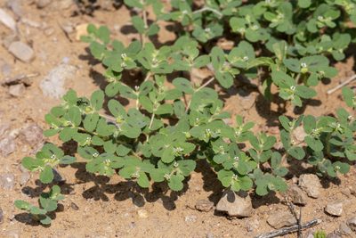 Euphorbia serrula, photographed by Cecelia Alexander