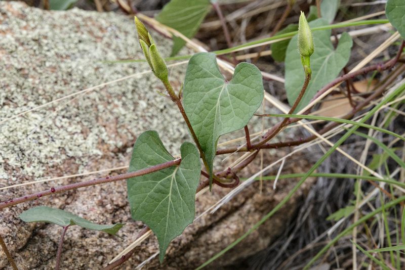 Ipomoea gilana, photographed by Cecelia Alexander