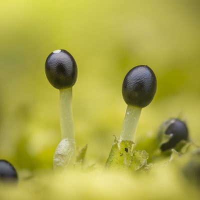 Lophocolea heterophylla, photographed by Alexis Tinker-Tsavalas