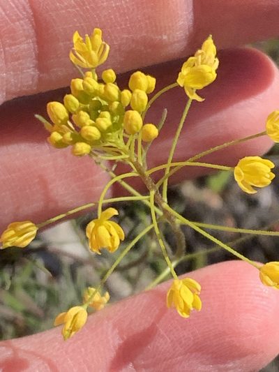 Descurainia longepedicellata, photographed by Tom Erler