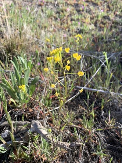 Descurainia longepedicellata, photographed by Tom Erler