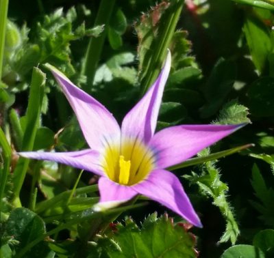 Romulea rosea, photographed by Alex