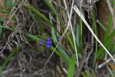 Dianella nigra, photographed by Christopher Stephens