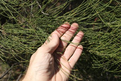 Casuarina cristata, photographed by Greg Tasney