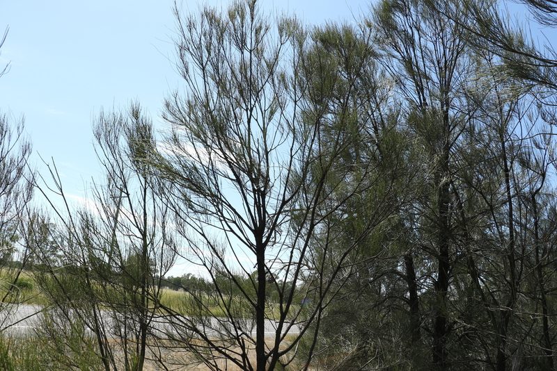 Casuarina cristata, photographed by Greg Tasney