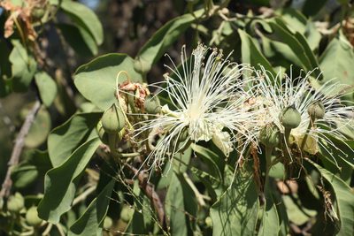 Capparis canescens, photographed by Greg Tasney