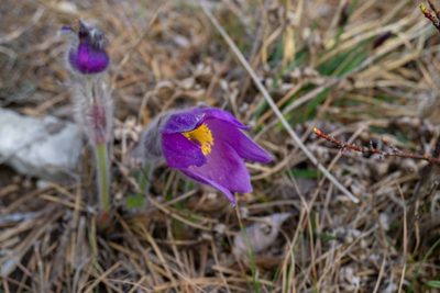 Pulsatilla grandis, photographed by Philipp Pavelka