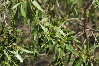 Myoporum acuminatum, photographed by Greg Tasney