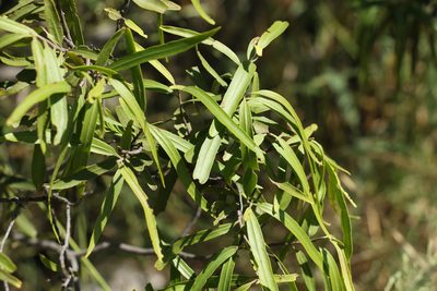 Geijera parviflora, photographed by Greg Tasney