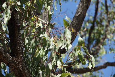 Eucalyptus populnea, photographed by Greg Tasney