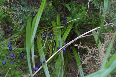 Dianella nigra, photographed by Christopher Stephens