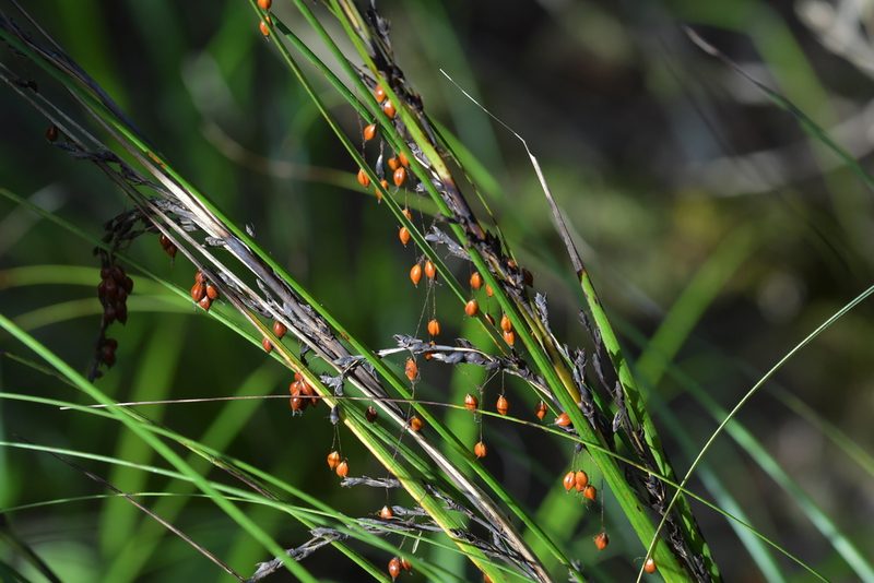 Gahnia setifolia, photographed by Christopher Stephens