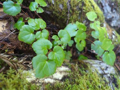 Vancouveria planipetala, photographed by Alan Rockefeller