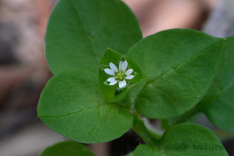 Stellaria neglecta, photographed by Wang.QG