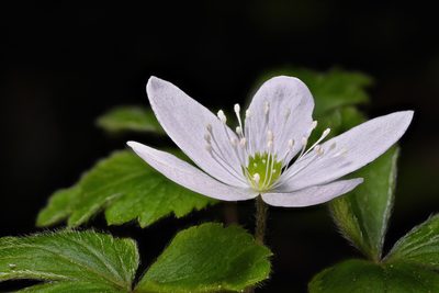 Anemonoides grayi, photographed by Alan Rockefeller