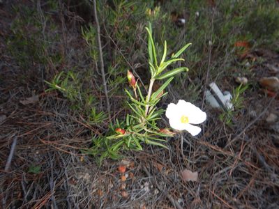 Cistus libanotis, photographed by Duarte Frade